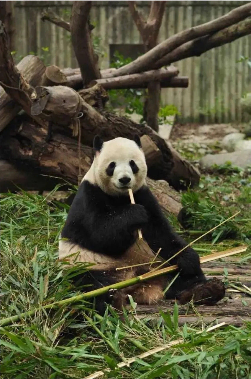 Giant panda sitting and eating bamboo at the Chengdu panda base