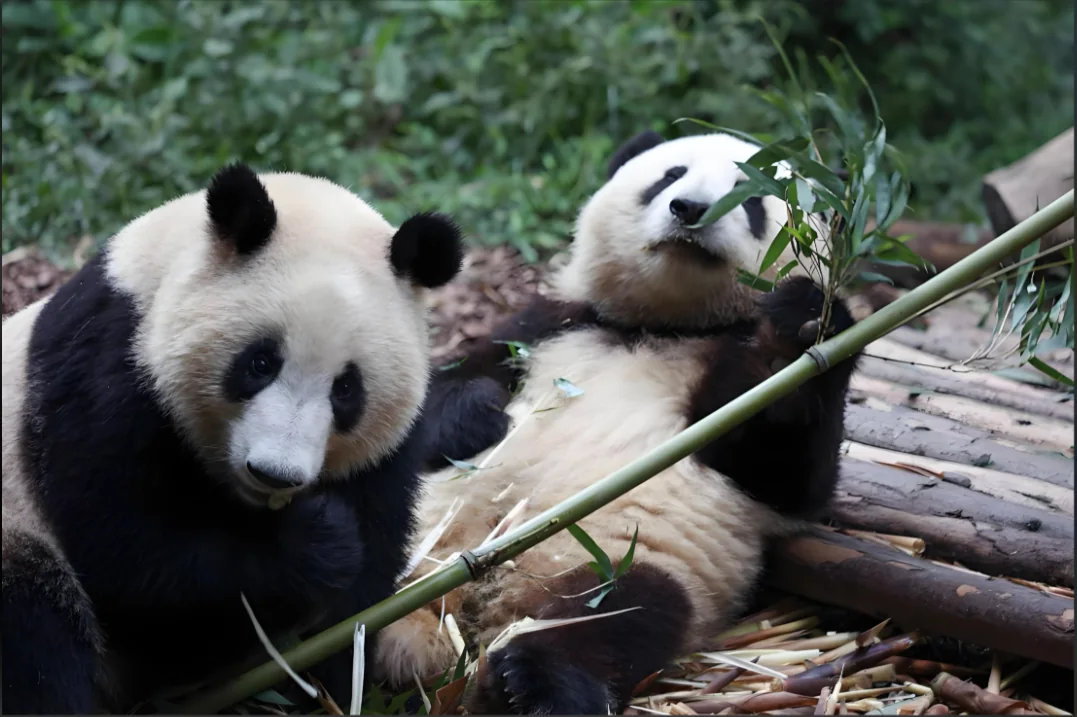 Two giant pandas lying and eating bamboo at the Chengdu panda base