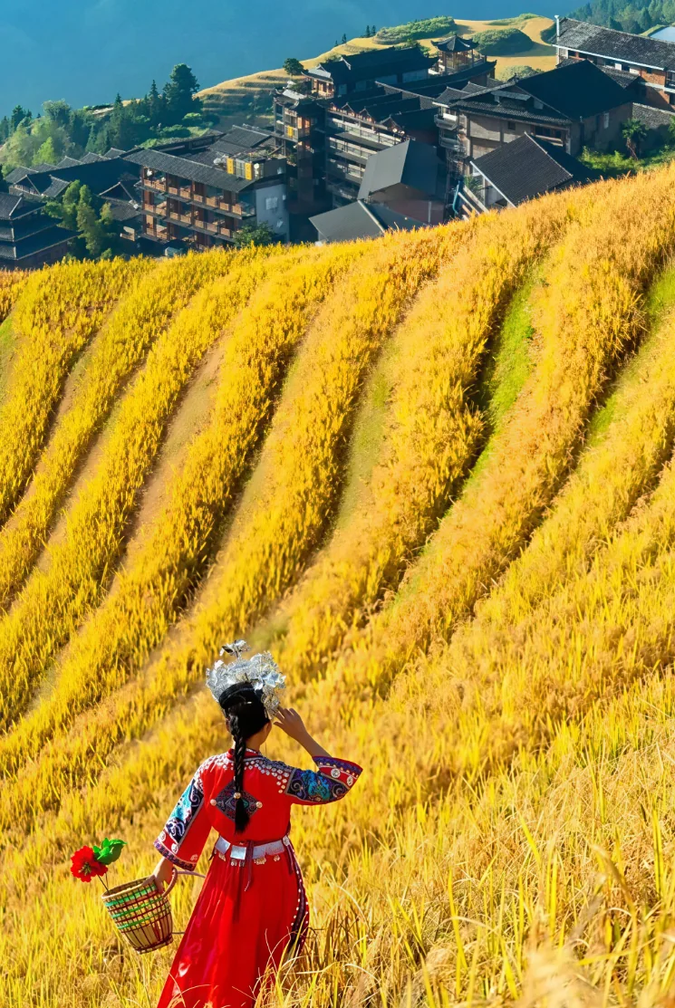Layers of the Longji rice terraces under soft mountain light