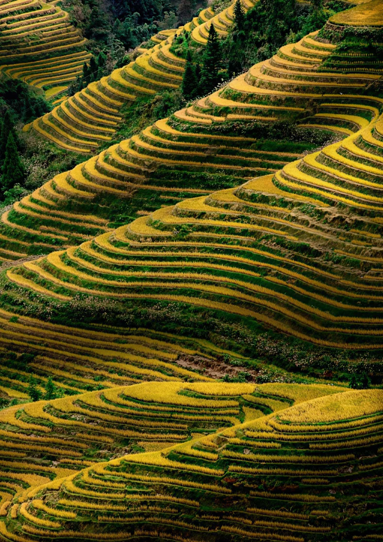 The Longji rice terraces curving in layers down the mountainside at Jinkeng Dazhai