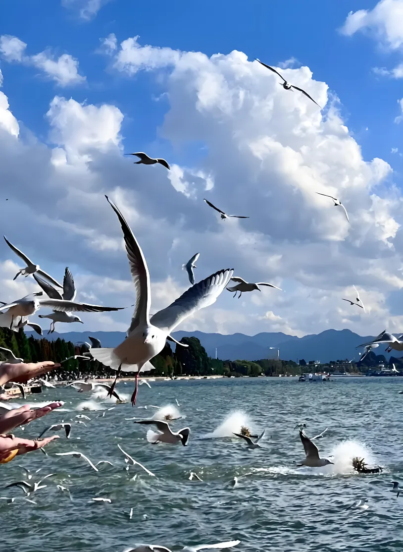 Red-billed gulls over Dianchi Lake, Kunming