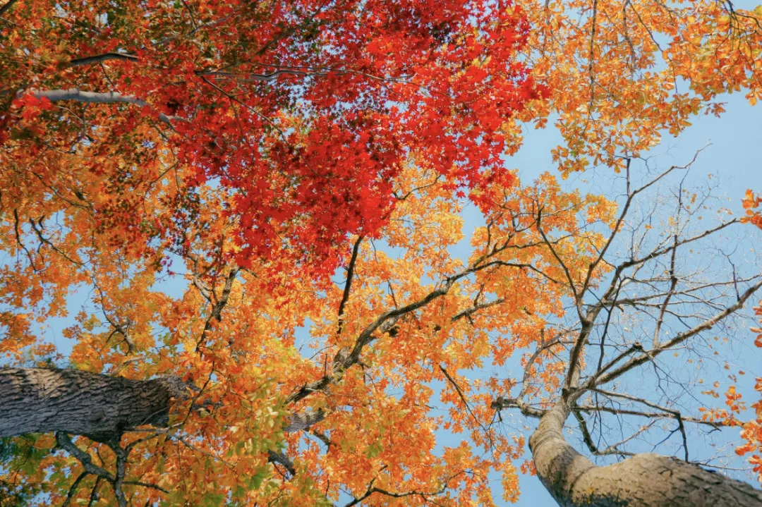 Benxi maple forests cover whole mountains in autumn