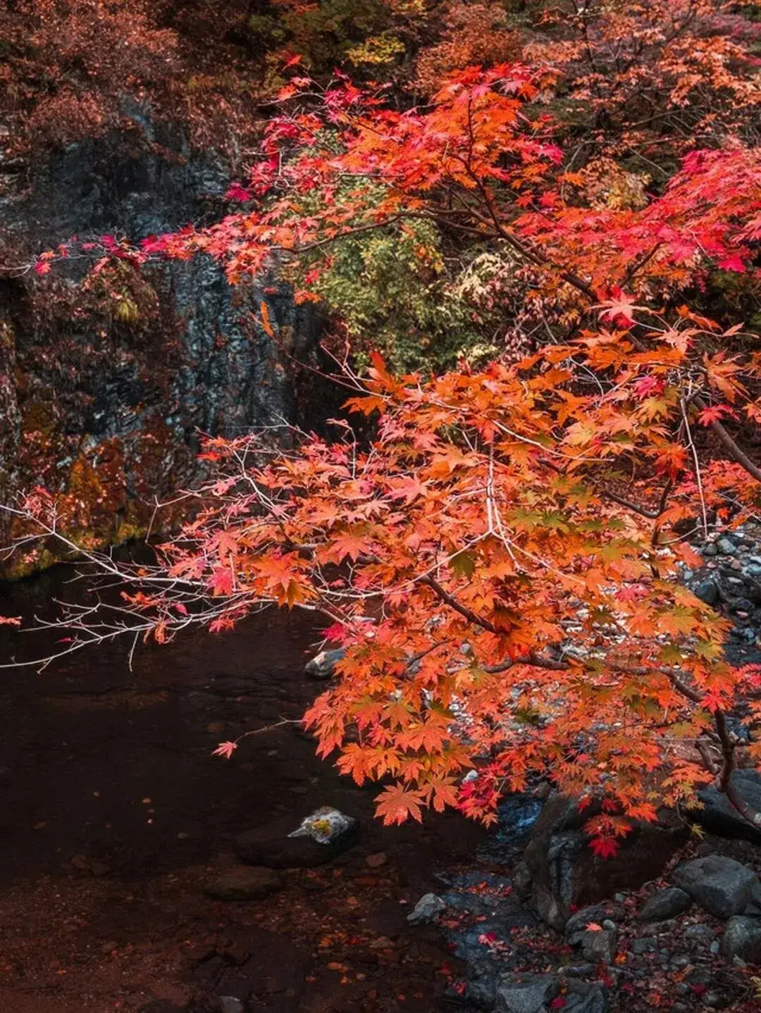 Changbai Mountain autumn forest sea