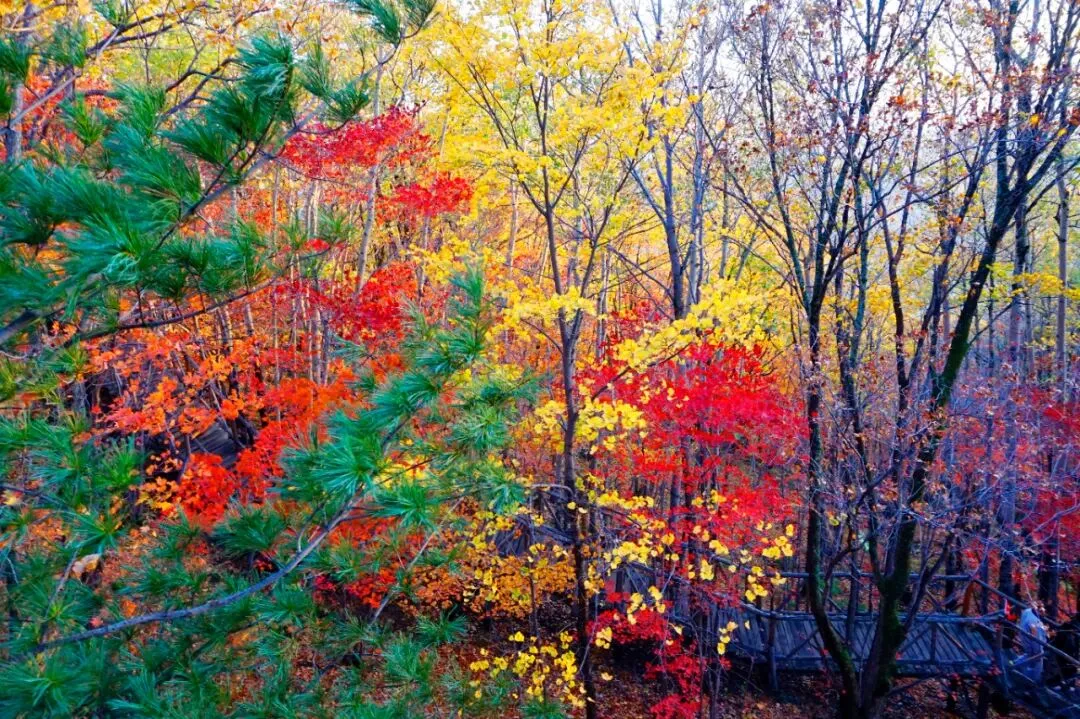 Changbai Underground Forest valley in autumn