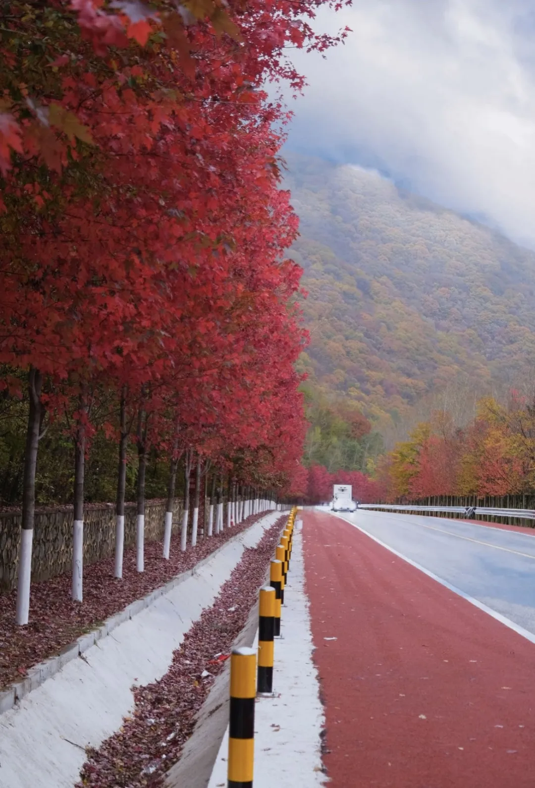 China Maple Avenue endless crimson road