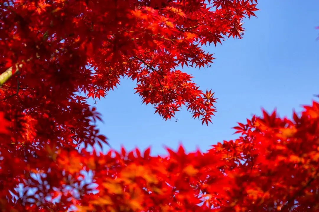 Guanmen Mountain five-color lake among maples