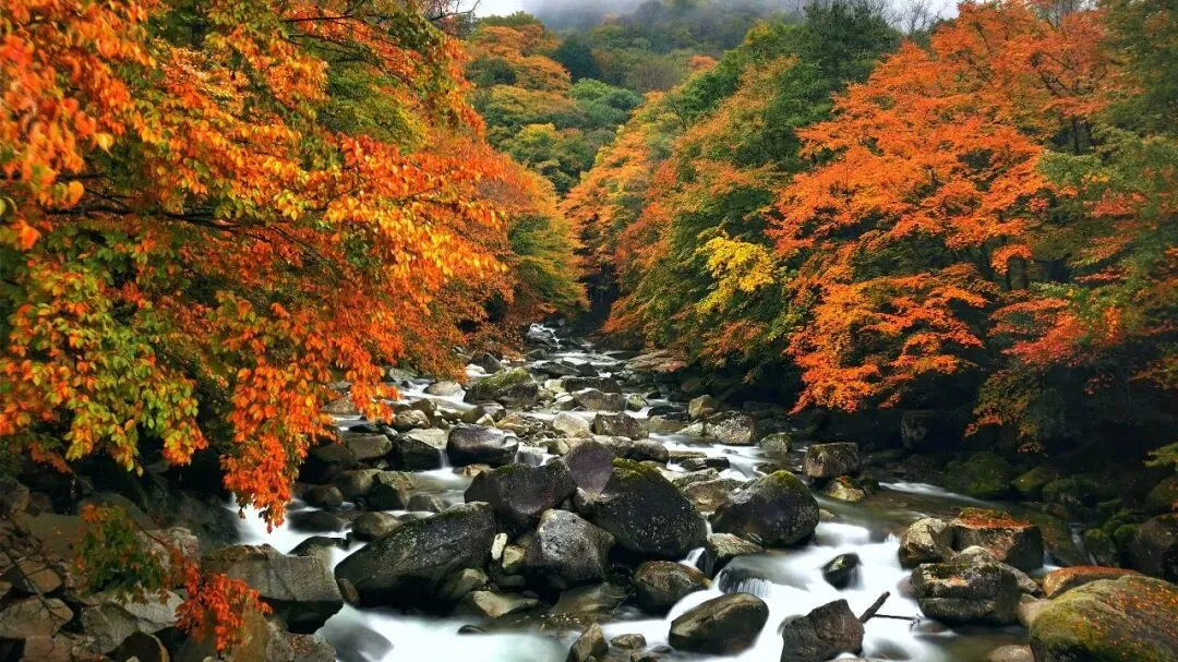 Guanmen Mountain Longmen Gorge maple valley