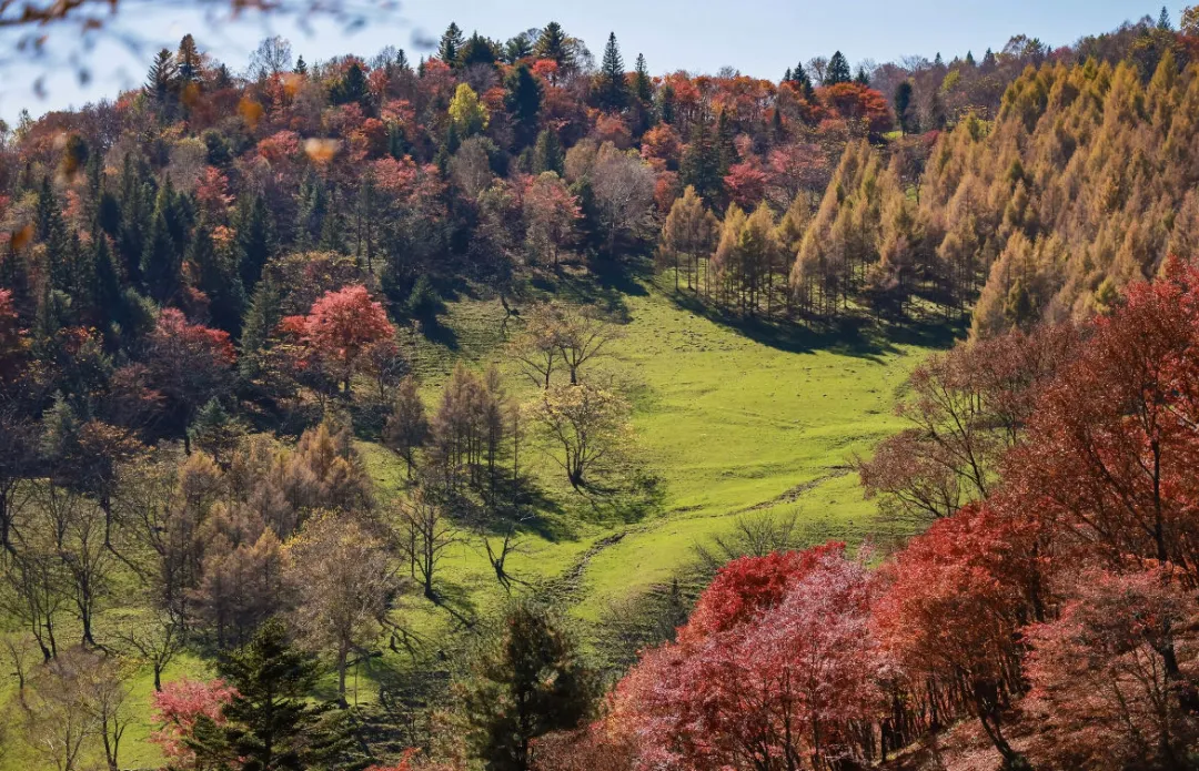 Huashan Valley golden larch in autumn