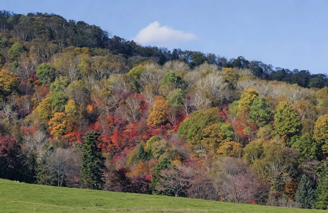 Huashan Valley mixed forest autumn colors