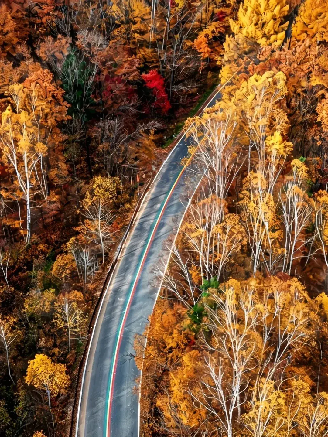 Autumn forest layers in Northeast China