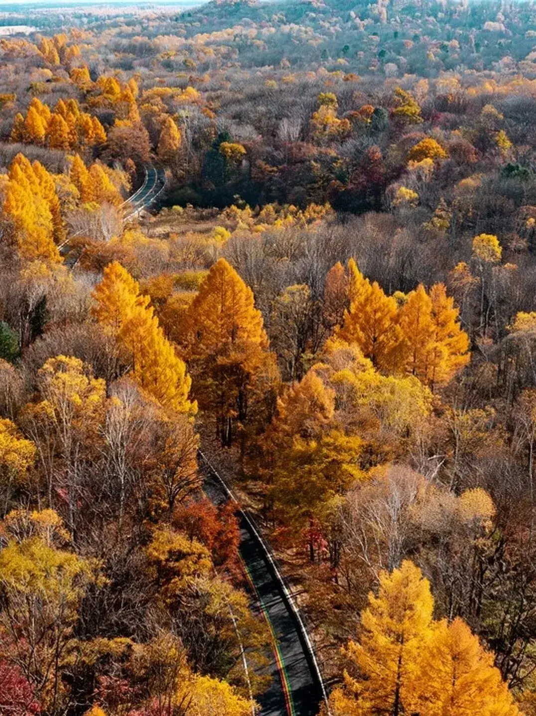 Northeast China autumn foliage panorama