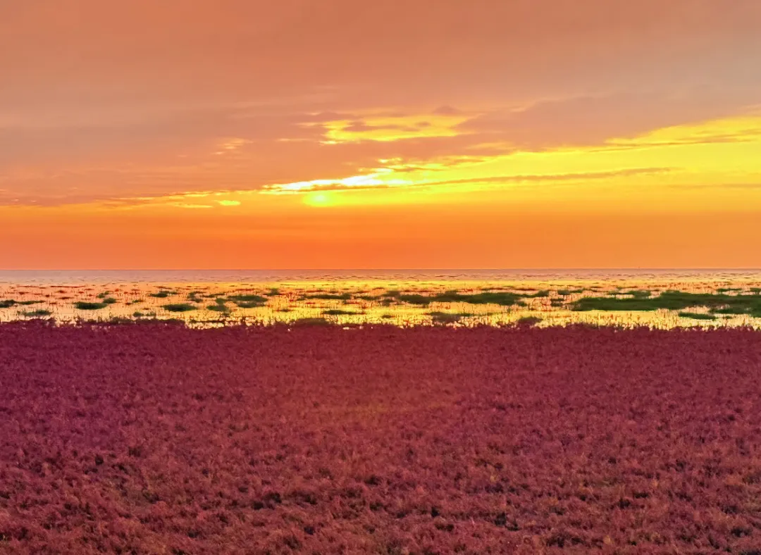 Golden rice fields facing Red Beach mudflats